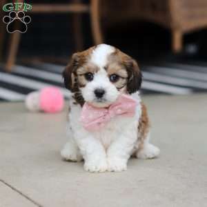 Darla, Cavachon Puppy